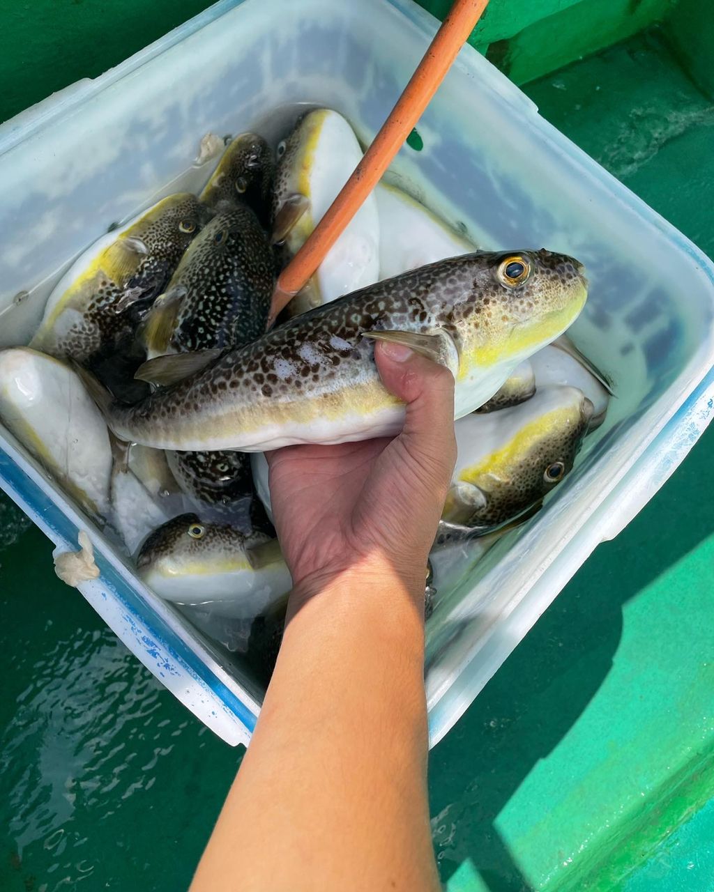 kouhe0110さんの釣果 2枚目の画像