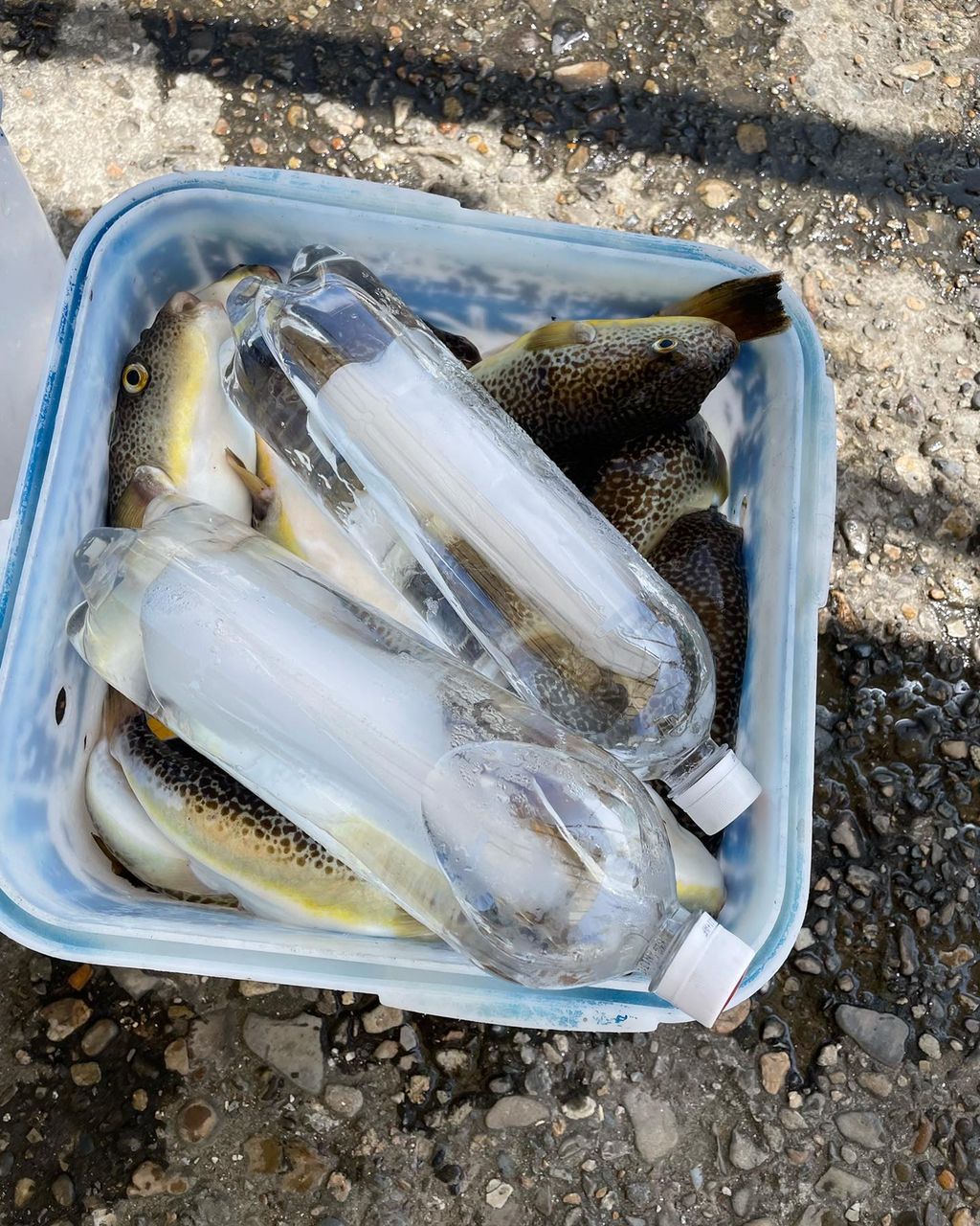 kouhe0110さんの釣果 3枚目の画像