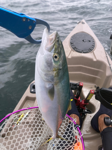 イナダの釣果