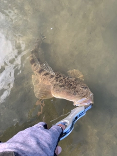 マゴチの釣果