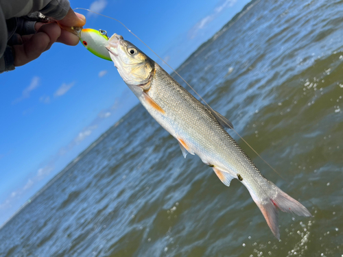 ウグイの釣果