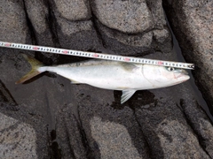 イナダの釣果