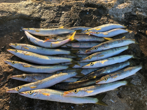 アカカマスの釣果