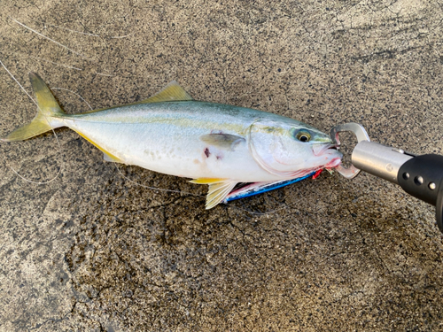 ワカシの釣果