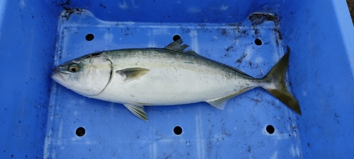 ワカシの釣果