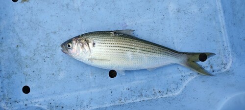 コノシロの釣果