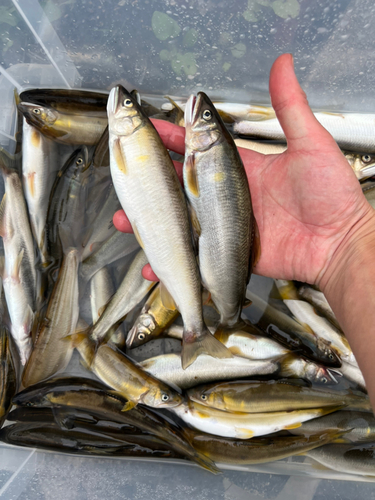 アユの釣果