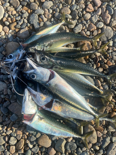 サバの釣果