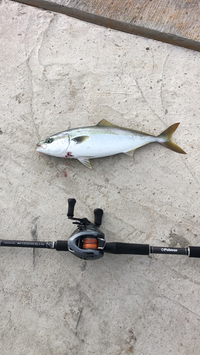 イナダの釣果