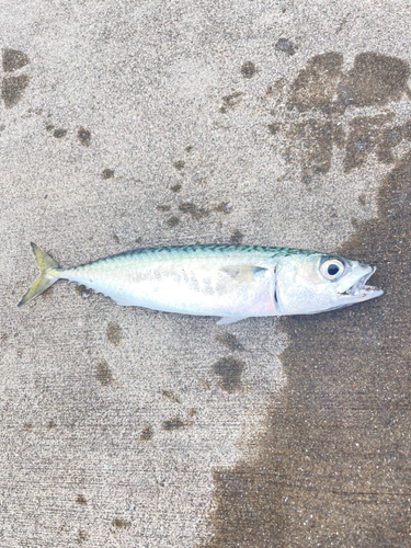 サバの釣果