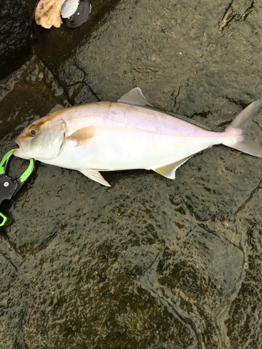 ショゴの釣果