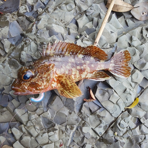 ガシラの釣果