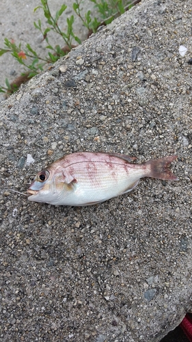 チャリコの釣果