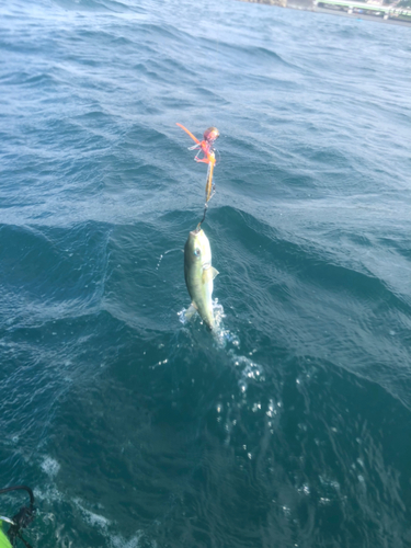 シロサバフグの釣果