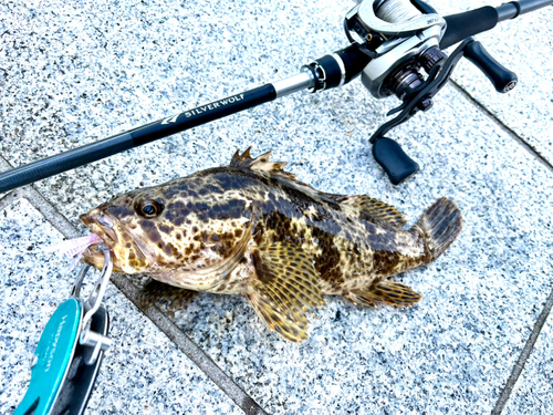 タケノコメバルの釣果