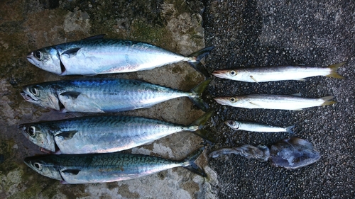 サバの釣果