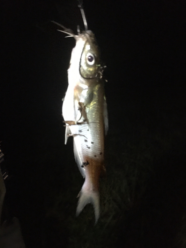 アメリカナマズの釣果