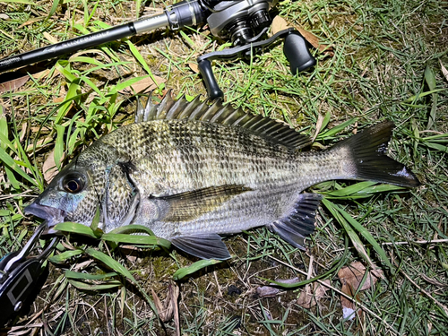 チヌの釣果