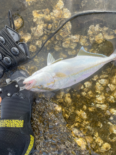 ショゴの釣果