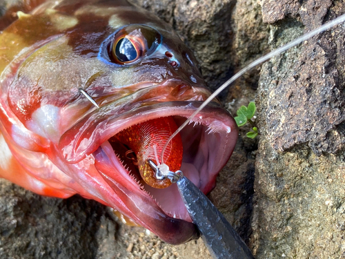 アカハタの釣果