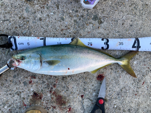 ハマチの釣果