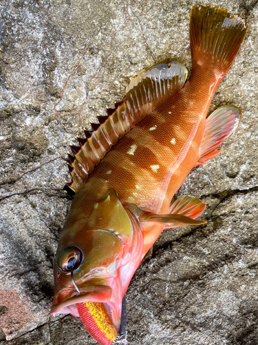 アカハタの釣果