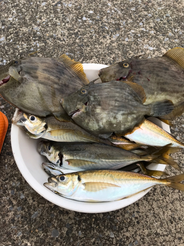 カワハギの釣果