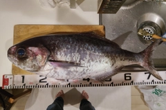 メダイの釣果