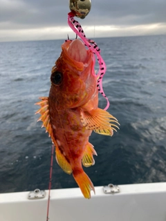 アヤメカサゴの釣果