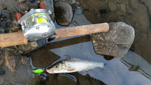 ニゴイの釣果