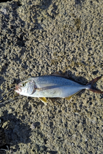 ショゴの釣果