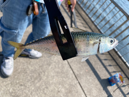 サバの釣果