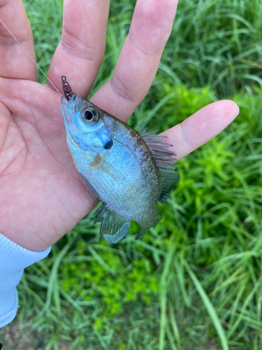 ブルーギルの釣果