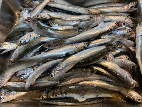 カタクチイワシの釣果