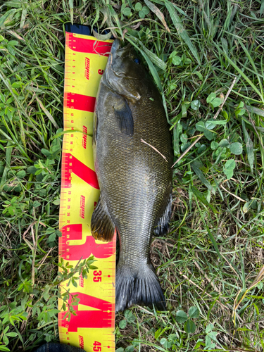 スモールマウスバスの釣果