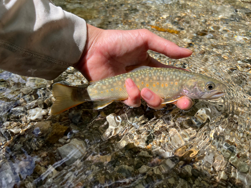 ニッコウイワナの釣果