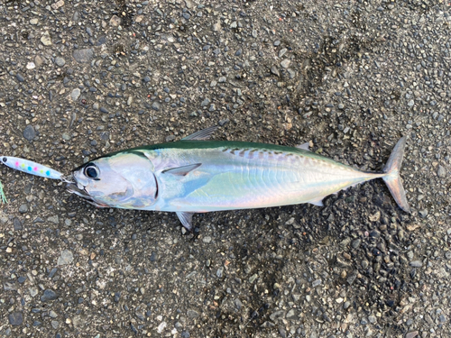 ソウダガツオの釣果