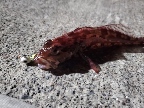 アナハゼの釣果