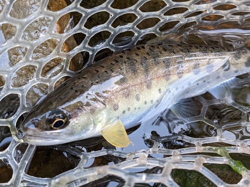 ヤマメの釣果