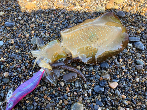 アオリイカの釣果