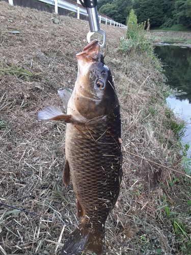 コイの釣果