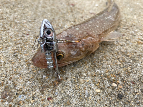 エソの釣果