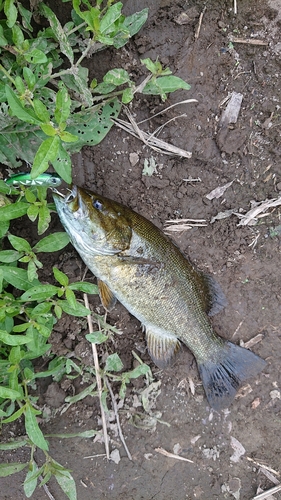 スモールマウスバスの釣果