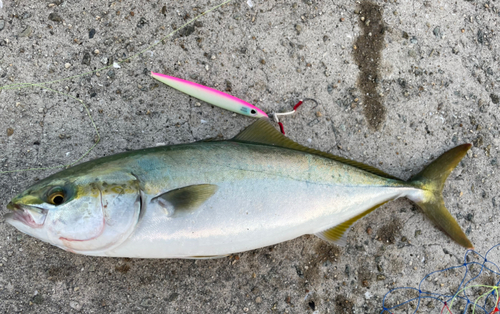 ハマチの釣果