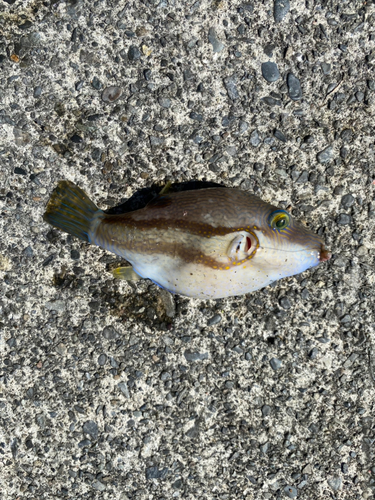 オオモンハタの釣果