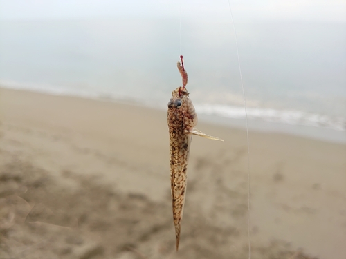 キスの釣果