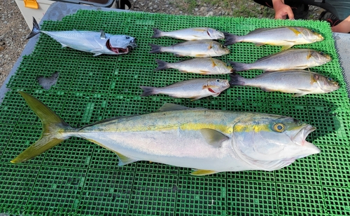 ハマチの釣果