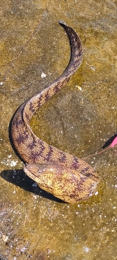 ウツボの釣果