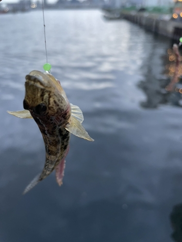 ハゼの釣果