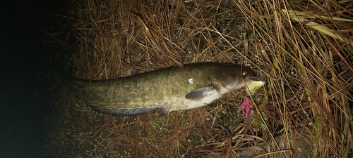 ニホンナマズの釣果